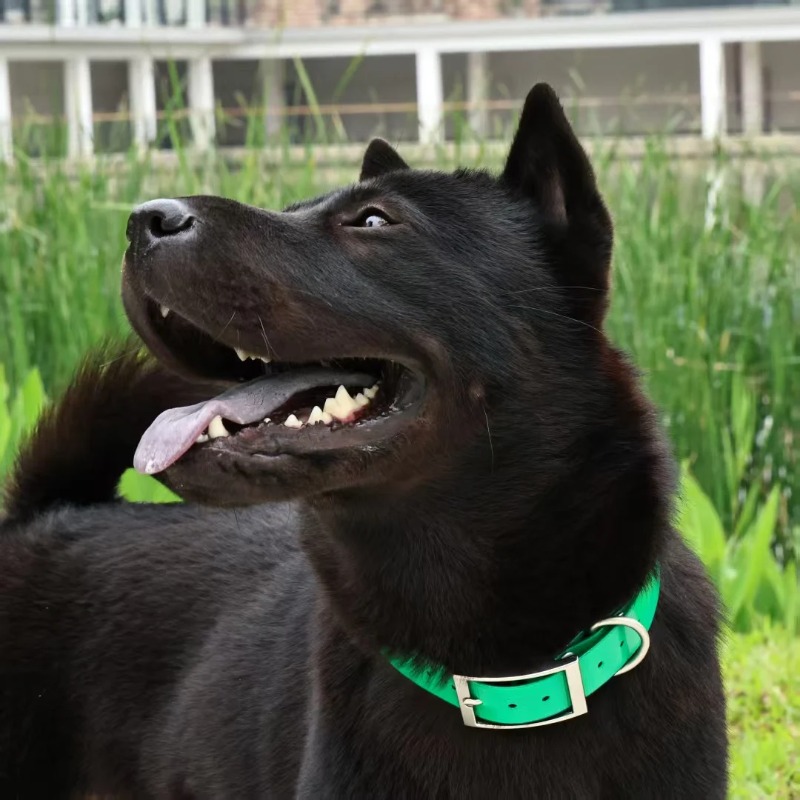 Coleira para Cães de TPU Resis - Hunting Dog Outdoor avaliação e preço